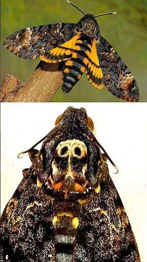 The moth with a skull on its body