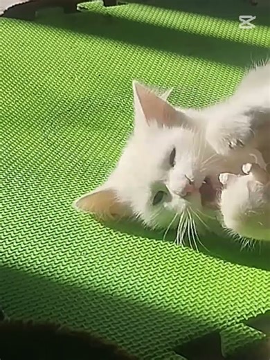 #cat Искра очень милые и кусайте