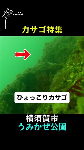 【うみかぜ公園】カサゴ特集（癒し） みんな小型のかわいいカサゴ