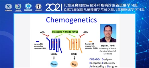 REM睡眠功能与调控机制