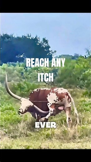 Real Use of hefty longhorns of Ankole Watusi Cattle