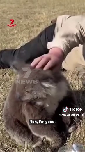 Koalas Rescued from Bushfires in Victoria