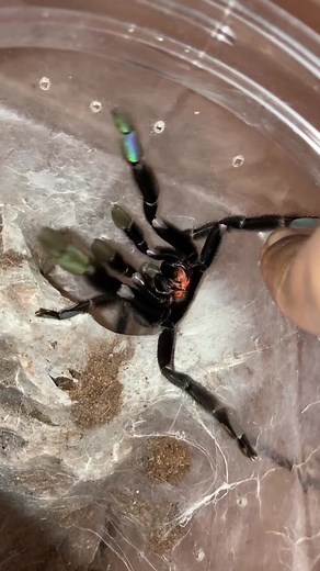 Playing with my tarantulas 🖤 #fyp #spider #tarantula #insects #bug