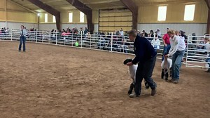 15 reactions | The Star Class of sheep showers at The Franklin County Fair lead their animals into the arena while Mother Nature drenches the fair grounds grounds. | The Preston Citizen | Facebook