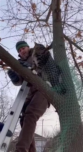 Poor cat was stuck in an old tree netting ...