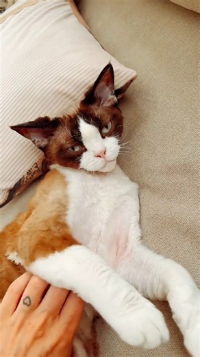 38K views · 581 reactions | My Devon Rex  | Silent Jill | Facebook