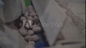 a mechanical machine for the selection and sorting of potatoes Stock Video