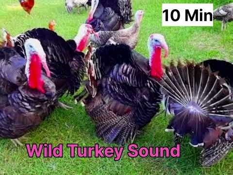Real Wild Turkey Gobble Sound 🦃 | Best Turkey Call for Hunting (USA)Loud Wild Turkey Calling Sound 🔥