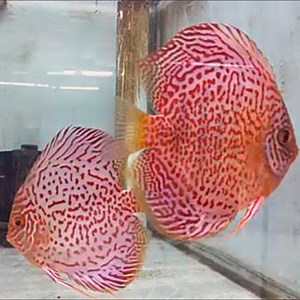 Ring Leopard Discus Breeding Pair - Jack Wattley Discus