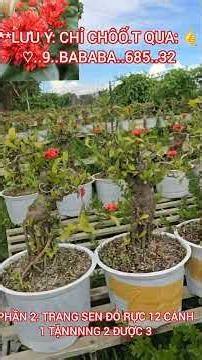 combo 3 trang sen tính 1 😊0933368532🌲bonsailinhsamnuitraihuonguyetquehongocmaichieuthuykimquytunghoa