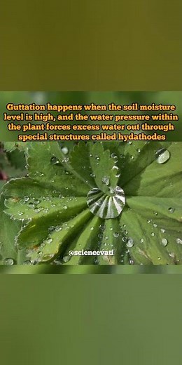Do you know about Guttation? #guttation #hydathodes #transpiration #plants #leaves