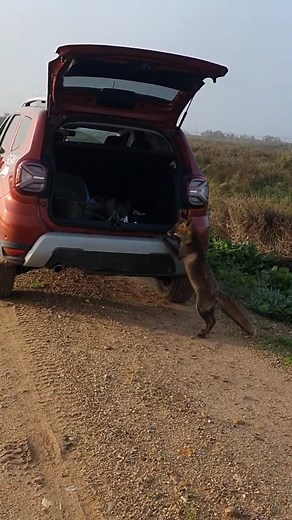 3.9K views · 3.5K reactions | " Roquillo" 力 El hijo de " Roco" es todo un personaje adorable 力 En busca de mi bocadillo de chorizo 力 Son seres vivos 力 #ElSueñodeRoco www.carlosphotonature.com | Carlos Romero Photography - Wildlife Photographer | Facebook
