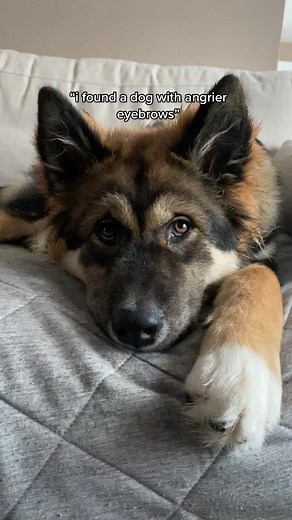 Dog with Angry Eyebrows: The Inspiration behind the 😡 Emoji