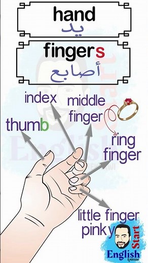 Names of Fingers in English (Pinky, Ring Finger, Middle, Index, Thumb)