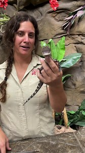 Baby alligator tries new things 🐊 #reels #animals #reptiles #alligator #feeding #baby #reptilelover #reptilekeeper #reptilebreeder #cuteanimals #funnyanimals #zoo #TheReptileZoo | The Reptile Zoo