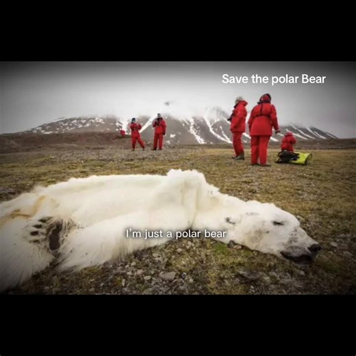 Save the Polar Bears: A Call to Action