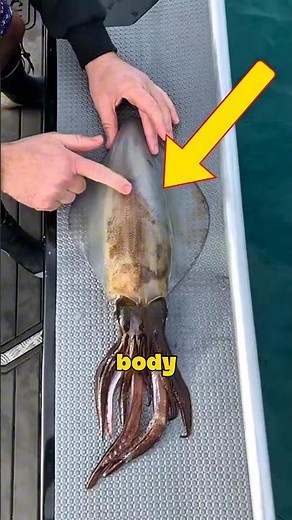 Why does a squid change color immediately when it is hit?🤔