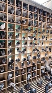 Rahasia Ternak Merpati Modern: Daging & Telur Bernilai Tinggi 🫵🏻 Src: @Engormix #reelviral #fypviralシ #hewanternak #burungmerpati #animals | TTsan Aki Sepuh