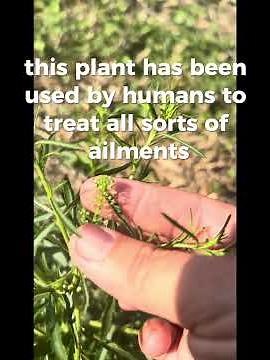Virginia pepperweed, or poor man’s pepper, is actually really delicious and is now a staple here