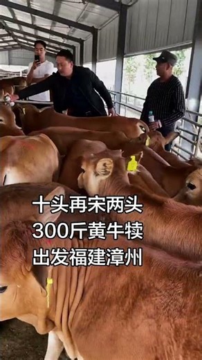 Guangdong Yellow Calf Prices | Free-Range Cattle Farming Guide 🐄#CattleFarming #YellowCattle