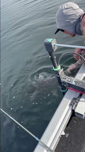 43.25-Inch Idaho State Record Lake Trout Released 😮🔥
