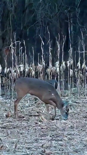 “Calm, Aim, Fire – Perfect Deer Hunting Shot” #archary #viral #harehunting #hunt #hunter #wildlife