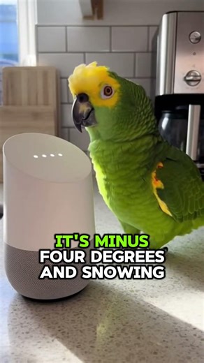 Smart Device Meets Smarter Parrot #parrot #humor #shorts