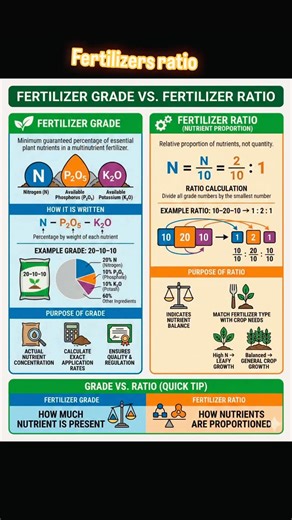 🟢 Fertilizer Grade vs Fertilizer Ratio (NPK Explained) Fertilizer Grade shows the actual percentage of nutrients (N–P₂O₅–K₂O), while Fertilizer Ratio shows their proportion. Understanding both helps farmers and gardeners choose the right fertilizer for balanced plant growth 🌱 #FertilizerGrade #FertilizerRatio #NPK #PlantNutrition #AgricultureBasics | Bhuvi Chowdary