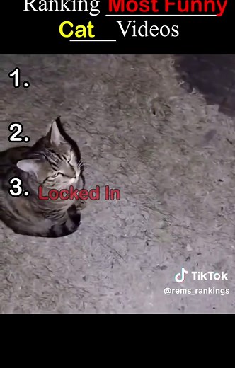 Funny Cat Videos Compilation | Best Cat Memes & Fails