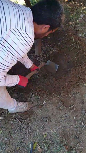 "Take care of your tree at home with ease!"