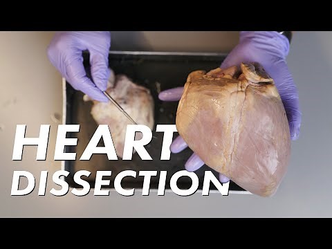 DISSECTING HEART , SCIENCE LESSON