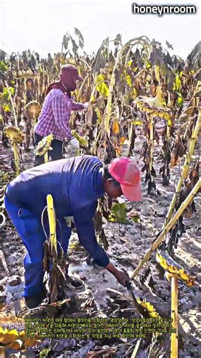 마른 밭 가득 매달린 해바라기 씨앗 수확 #worker #process #sunflower #harvest #agriculture