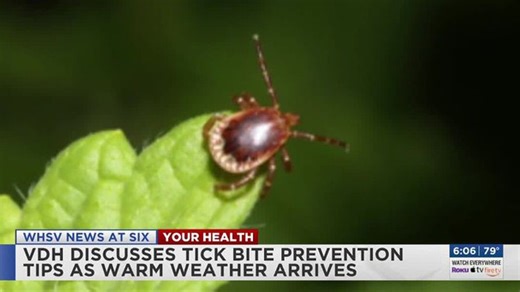 VDH provides tick prevention advice due to increase in Lyme disease (6 p.m.) | Haystack News