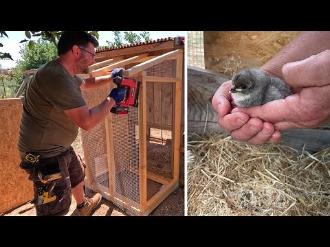 Building a Tiny Chicken Coop for Baby Chicks (in one day)