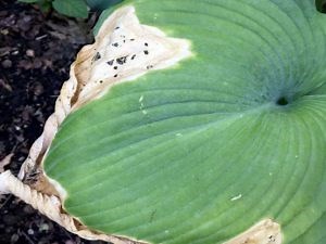 6 Steps To Fix Hosta Scorch - World of Garden Plants
