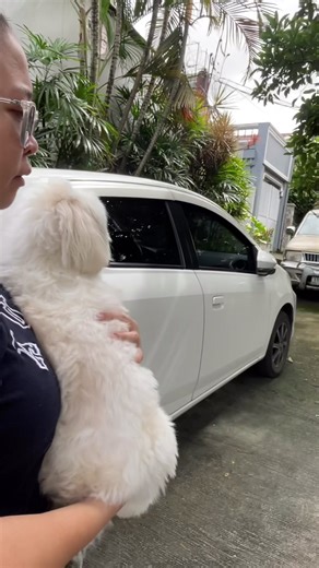 Maltipoo Grooming Day Tips and Tricks