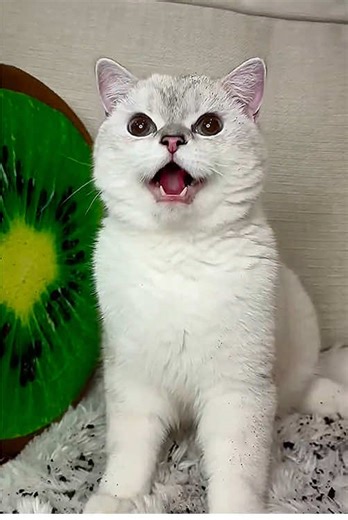 Adorable Cats in Action: Must-Watch Cat Video