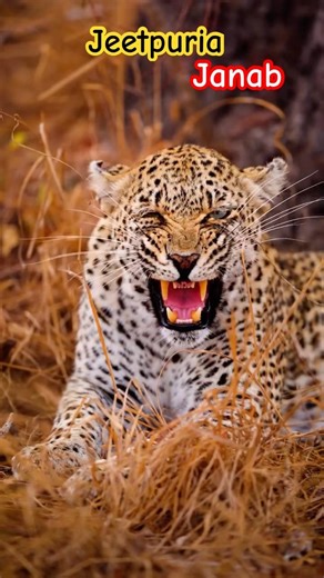African 🇿🇦 leopard 🐆 #wildlife #youtubeshorts #animals #animallife #lion #tiger #nature #foryou