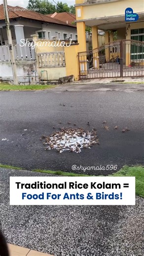 Your morning kolam isn’t just decoration… it’s breakfast for someone else too. For centuries, families have drawn kolams with rice flour at their doorsteps. Beyond their beauty, these designs quietly nourish ants, sparrows, and little creatures that live around us. Each pattern is more than art—it’s a gentle reminder of coexistence, where culture, community, and nature meet at the doorstep. Video Credits: shyamala596 on IG. #Kolam #RiceFlourKolam #SustainableTraditions #IndianCulture #Onam [Onam