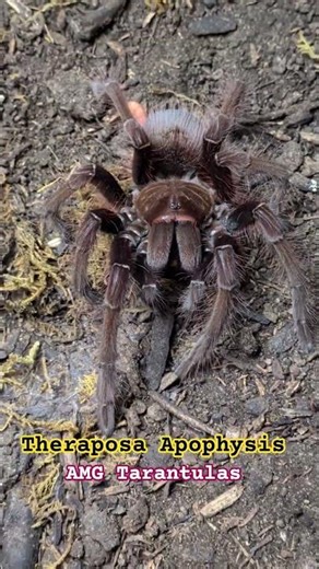Theraposa Apophysis Jumps Some Butter Worms #amgtarantulas #goliathbirdeater #tarantula #spider