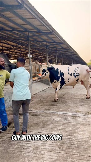 Unbelievable Size! Holstein Friesian Bull Heading to Barn 🐂💥