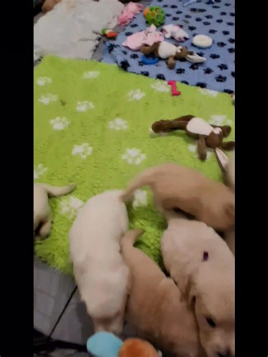 16 reactions | Je le dis, redis, encore et encore mais pour le bonheur du chien et celui de ses maîtres, le rappel est absolument nécessaire, il se travaille dès le plus jeune âge. Chez les Grenouillettes, on commence quand ils entendent bien. Les titous ont presque 4 semaines et le concept est bien compris Siret : 821 611 274 00027 N° Portées : 2025 029 527 / 2025 030 688 | Des Grenouillettes du Vexin dans la Vienne | Facebook