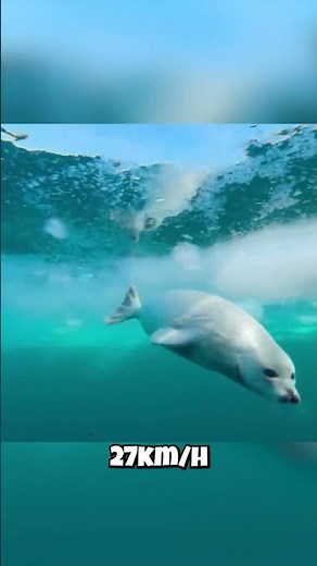 Seals That Can FLY Underwater?! 💨