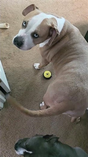 Simba Love Talking with His Buttons - dogs talk 🐕 👄