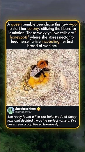 HOW QUEEN BEES BUILD THEIR HOMES