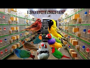Extremely High-Quality Exotic Finches Breeding Setup