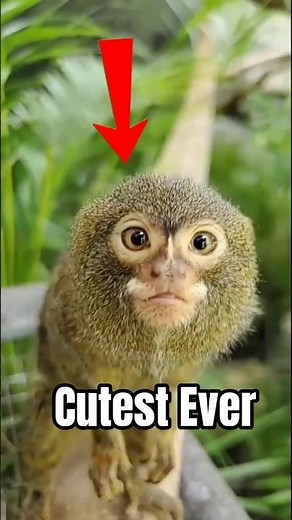 Meet the World’s Cutest Animals That Will Melt You #cuteanimals