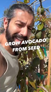 Grow an avocado tree from the seed you find inside! 😲🌱🥑 . . . . #plants #gardening #planttips #avocado #upcycle | creative explained