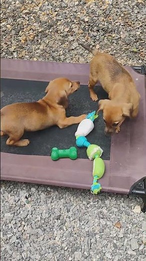 Meet Salt a Dachshund, Standard Smooth Haired currently available for adoption! 4/25/2026 10:02:11 A
