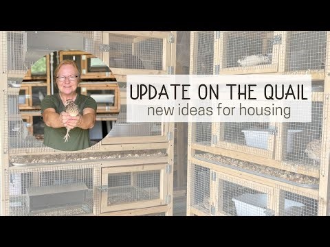 UPDATE ON THE QUAIL. New Ideas for Housing the Quail at Our New Homestead.